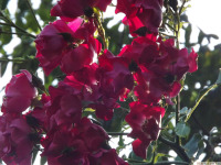 kwiat_1767