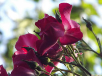 kwiat_1768