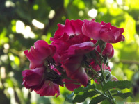kwiat_1769