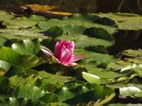 kwiat_1773