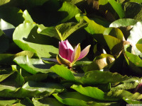 kwiat_1774