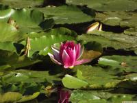 kwiat_1775