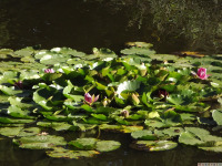 kwiat_1776