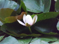 kwiat_1777
