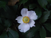 kwiat_1778