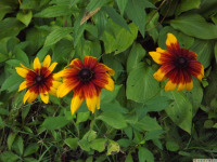 kwiat_1780