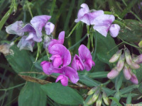 kwiat_1782