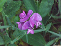 kwiat_1783