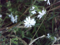 kwiat_1784