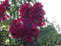 kwiat_1785
