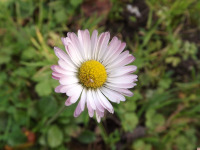 kwiat_1791