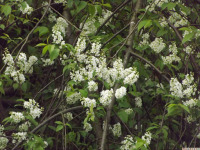 kwiat_1816.jpg
