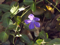 kwiat_1819.jpg