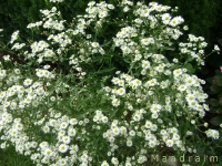 kwiat_006