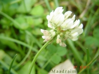 kwiat_008