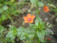 kwiat_009
