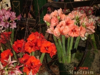 kwiat_017