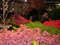 kwiat_024