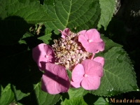kwiat_027