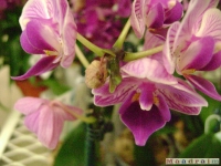 kwiat_039