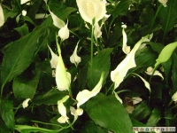kwiat_040