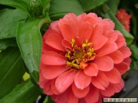 kwiat_046