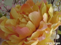 kwiat_072