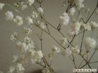 kwiat_074