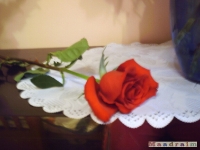 kwiat_078