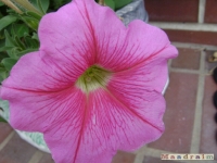 kwiat_079