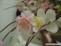 kwiat_084