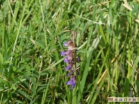 kwiat_093