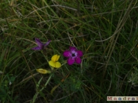 kwiat_095