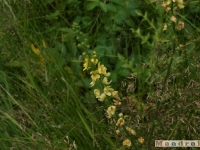 kwiat_096