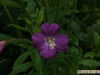 kwiat_097