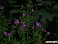 kwiat_098
