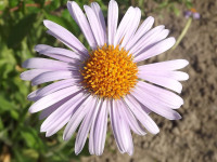 kwiat_1012