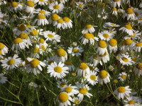 kwiat_1025
