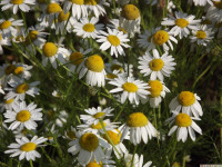 kwiat_1026