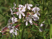 kwiat_1036