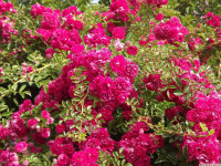 kwiat_1041