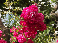 kwiat_1042