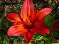kwiat_1048