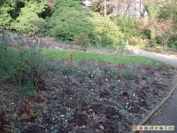 kwiat_105
