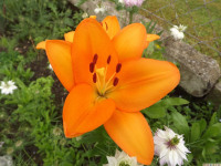 kwiat_1051
