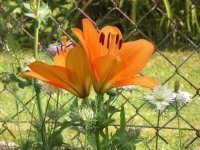 kwiat_1054