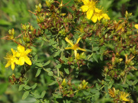 kwiat_1057