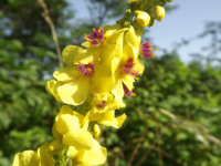 kwiat_1058