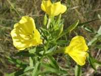 kwiat_1059