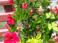 kwiat_1061